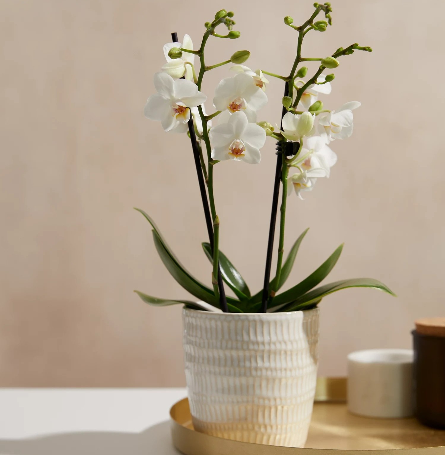 Orchideen sind eine dekorativere Wahl