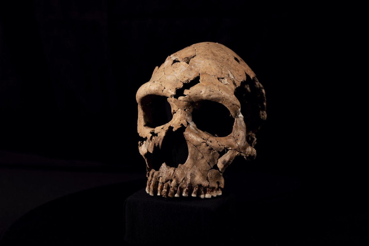Ein weiblicher Neandertaler-Schädel