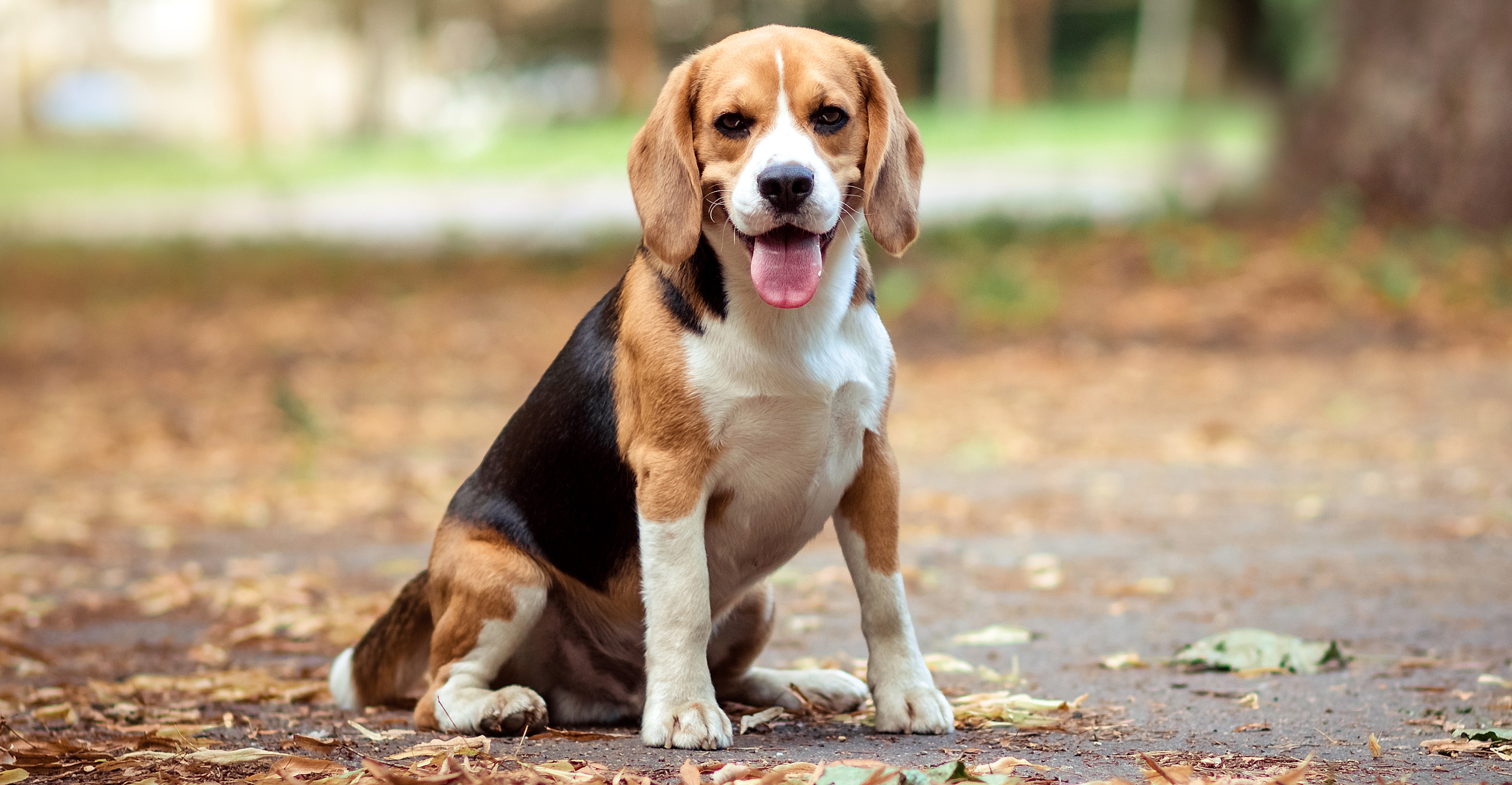 Lassen Sie sich nicht von ihrer Niedlichkeit täuschen – Beagles haben einige eigensinnige Verhaltensweisen (Archivbild)