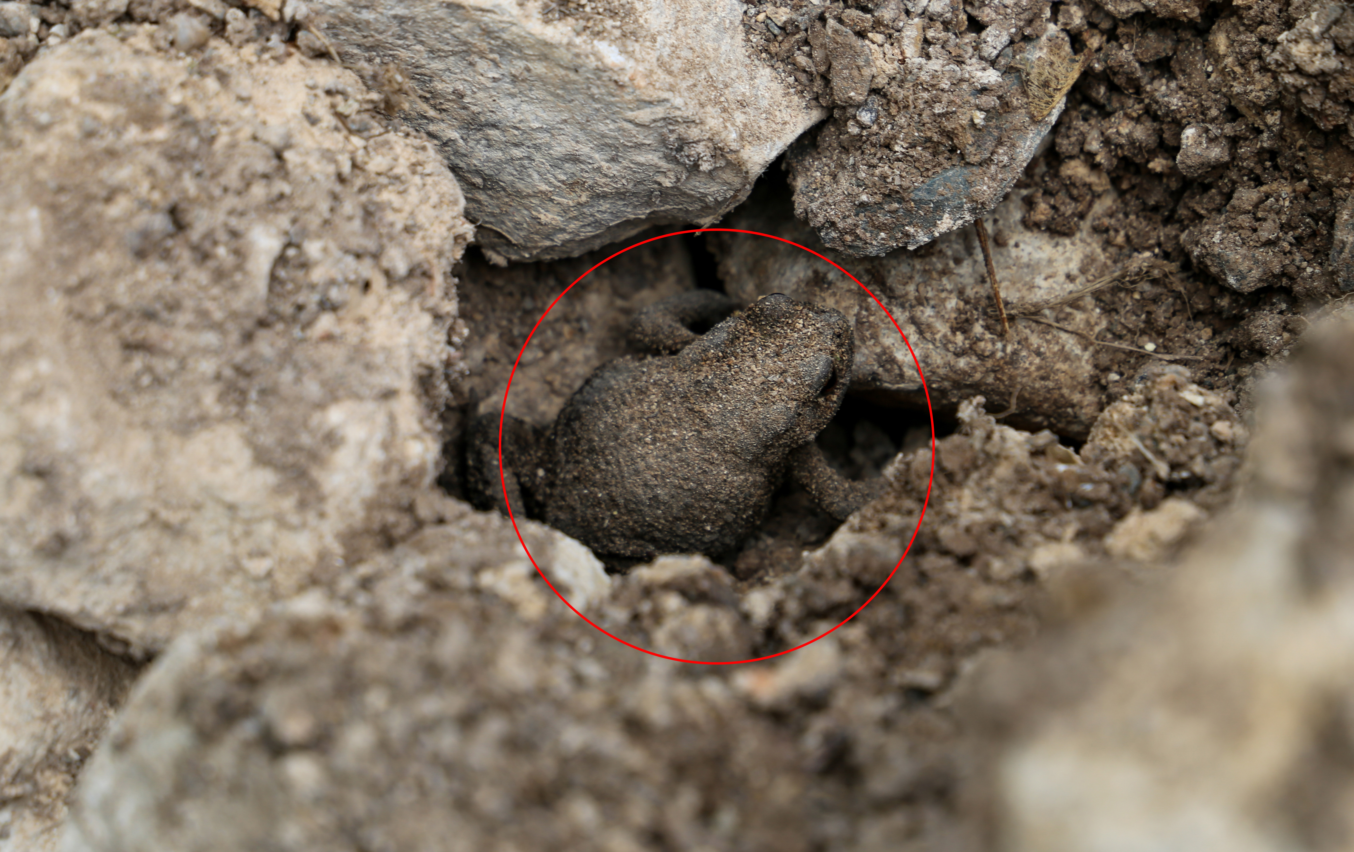 In der Mitte eines Kalksteinhaufens kann man eine Kröte entdecken, die sich versteckt
