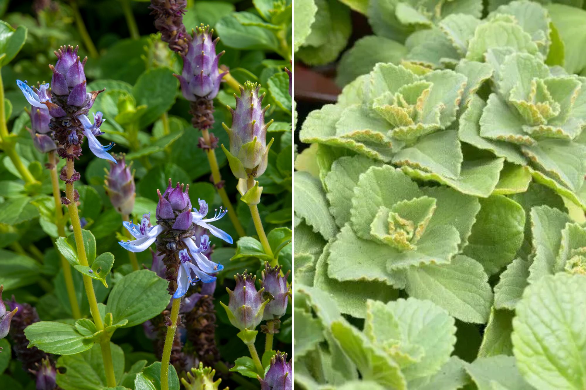 Vor (rechts) der Blüte und nach (links) der Pflanze Coleus Canina.