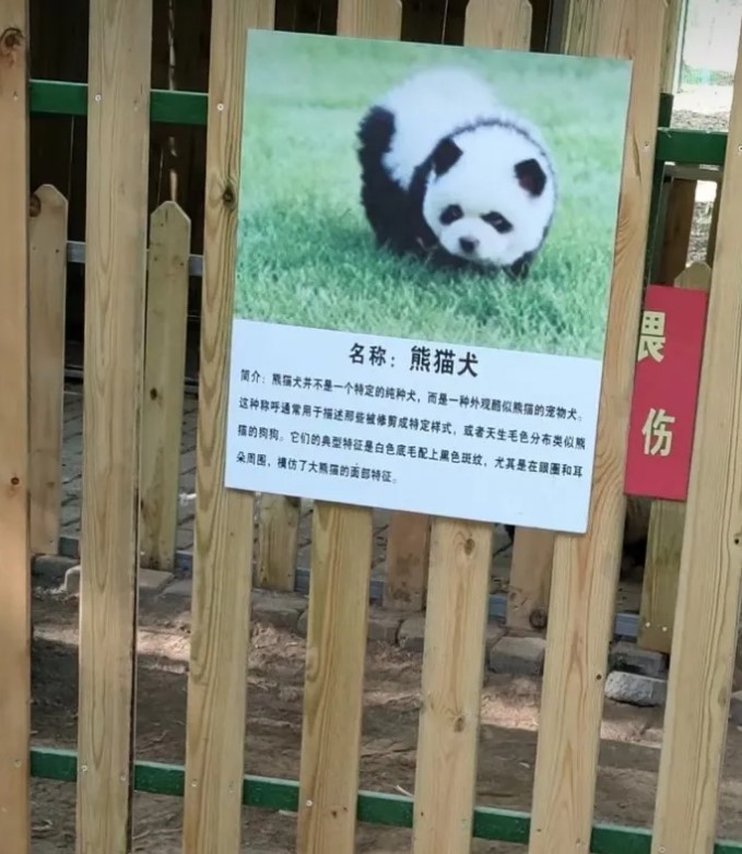 Auf einem Schild im Zoo stand, dass es sich bei den „Panda-Hunden“ um kleine Hündchen handelt, die entweder von Natur aus oder durch Fellpflege Pandas ähneln