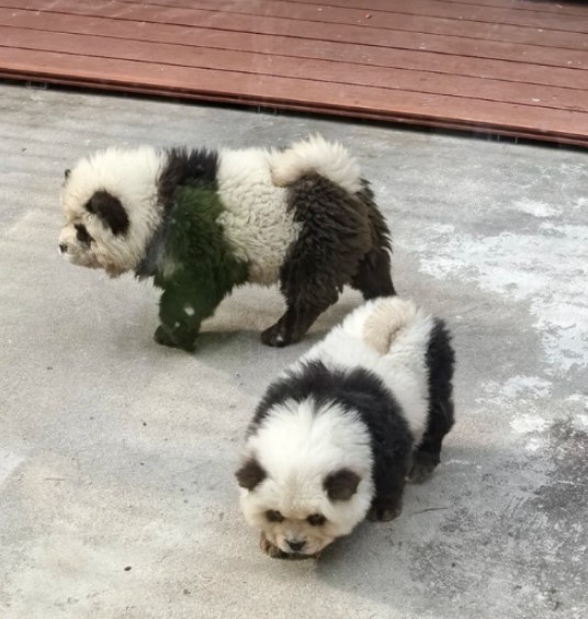 Einige Besucher waren empört über die „falschen Versprechungen“, die kleinen Pandas zu sehen
