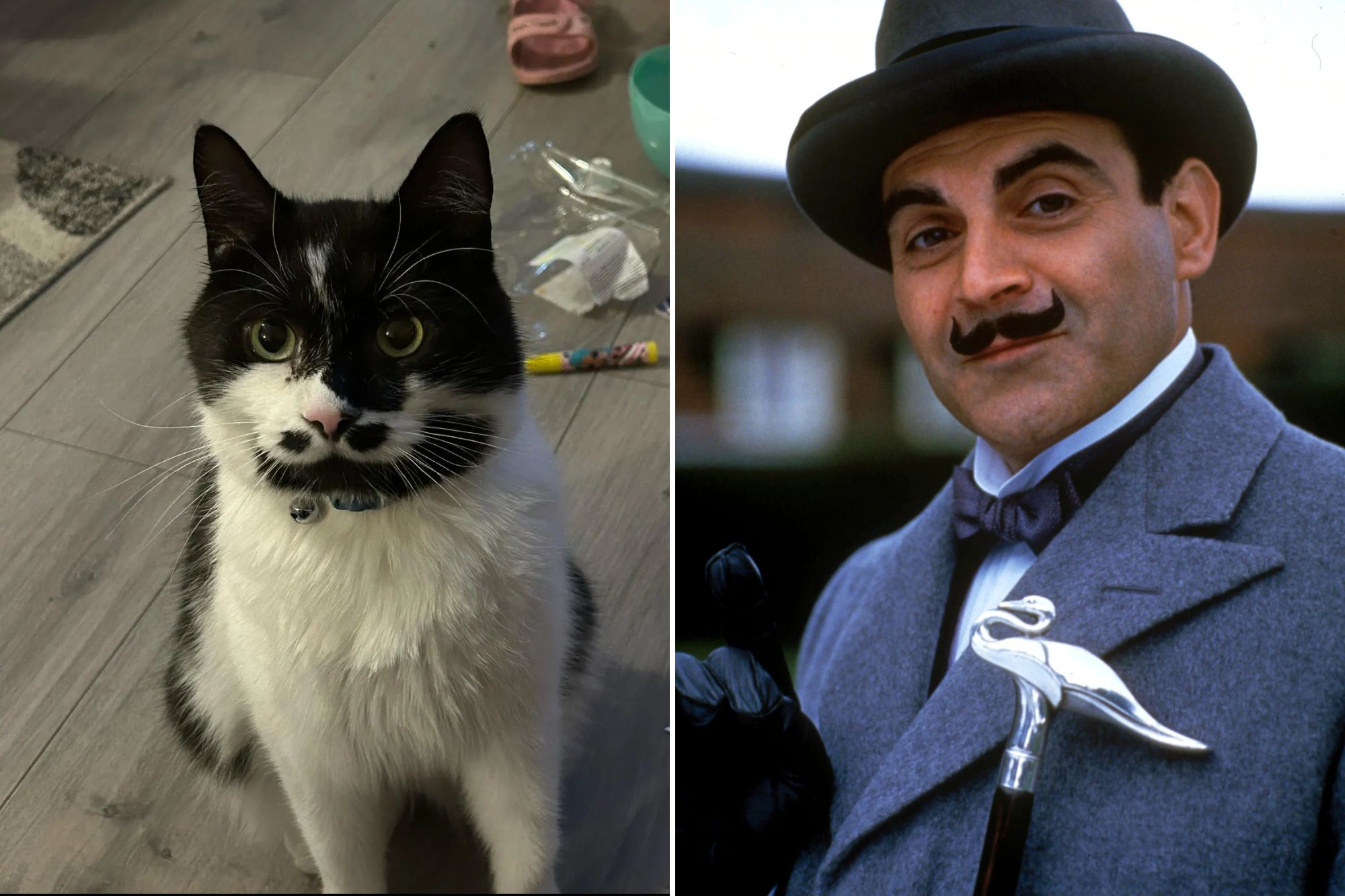 Hauskatze Ole hat eine verblüffende Ähnlichkeit mit Hercule Poirot