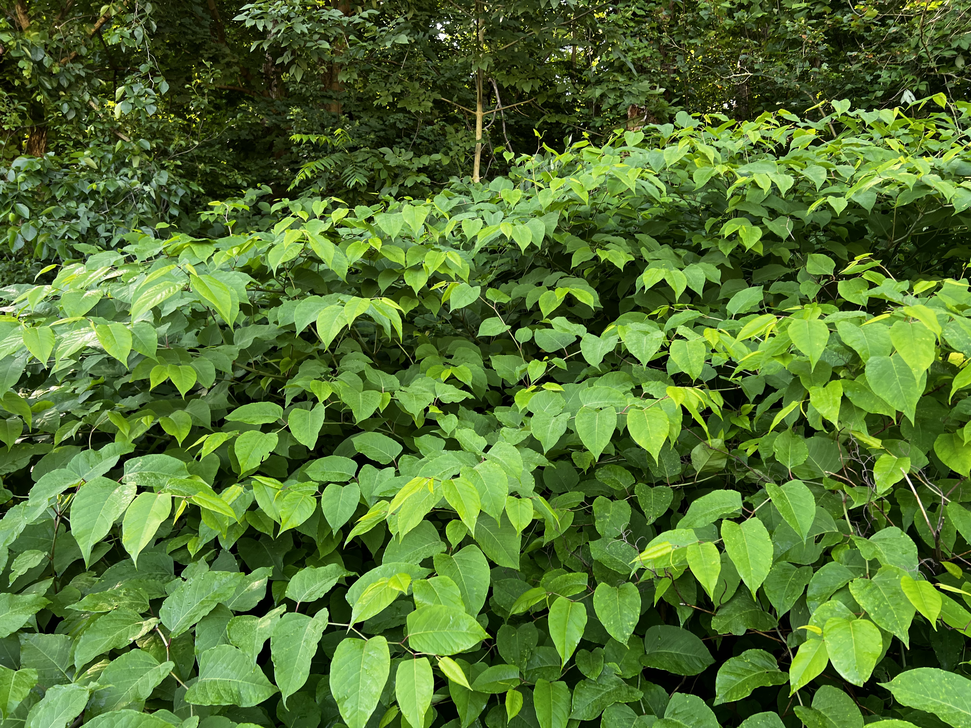 Der Japanische Staudenknöterich ist eine der invasivsten Pflanzen der Welt