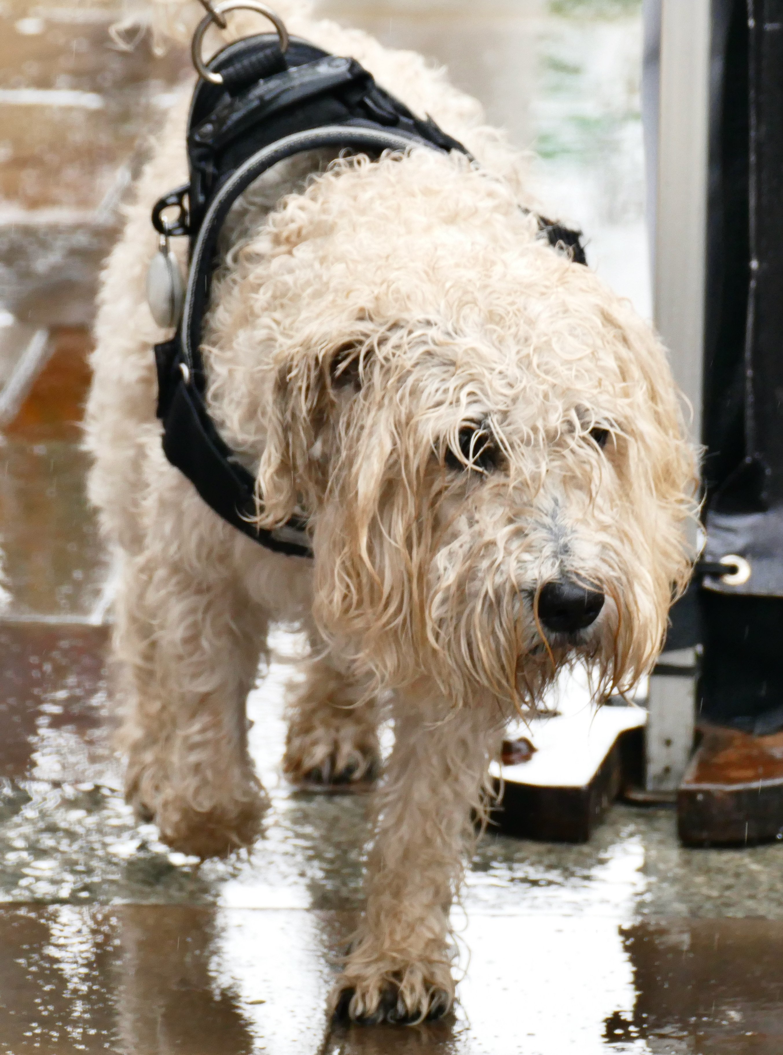 Gestern war es ein nasser Tag für einen Spaziergang in Mayfest, Henley on Thames